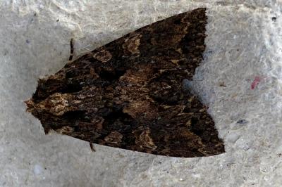<i>Mniotype satura</i>