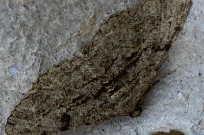 <i>Peribatodes rhomboidaria</i>