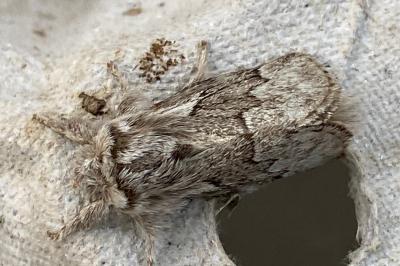 <i>Trichiura crataegi</i>