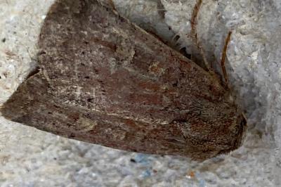 <i>Xestia xanthographa</i>