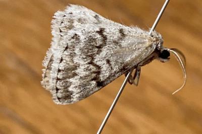 <i>Pseudoterpna coronillaria</i>
