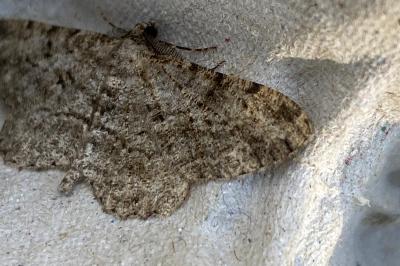 <i>Peribatodes rhomboidaria</i>
