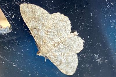 <i>Peribatodes rhomboidaria</i>