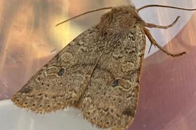 <i>Propenistra laevis</i>