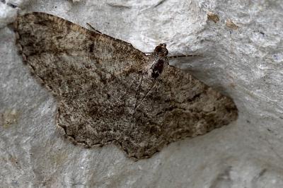 <i>Peribatodes rhomboidaria</i>