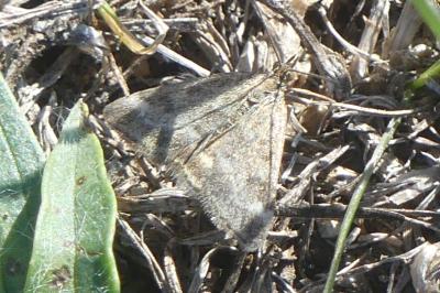 <i>Pyrausta despicata</i>
