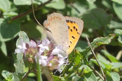 <i>Lycaena phlaeas</i>
