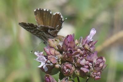 <i>Cacyreus marshalli</i>