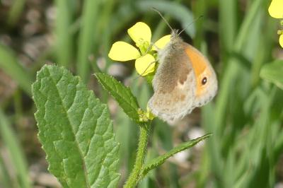 <i>Coenonympha pamphilus</i>
