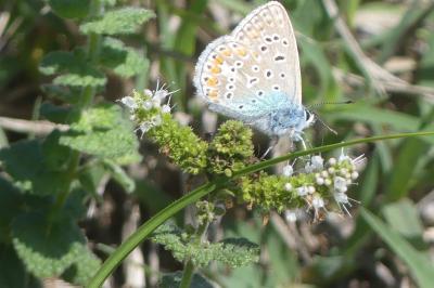 <i>Polyommatus icarus</i>