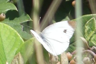 <i>Pieris rapae</i>