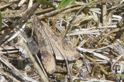 <i>Nomophila noctuella</i>