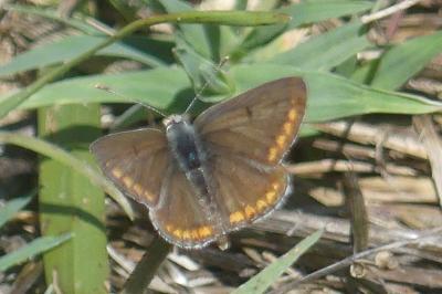 <i>Aricia agestis</i>