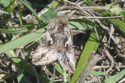 <i>Autographa gamma</i>