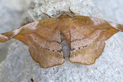 <i>Apeira syringaria</i>