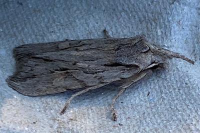 <i>Lithophane leautieri</i>