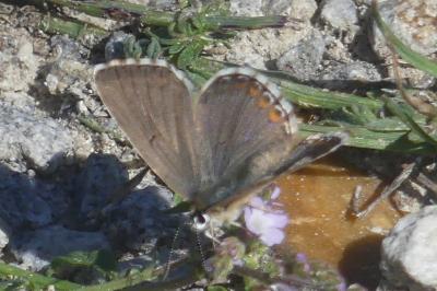 <i>Lysandra bellargus</i>