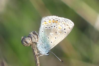 <i>Polyommatus icarus</i>