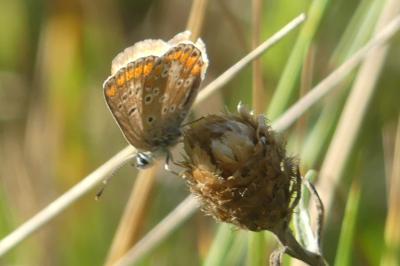 <i>Aricia agestis</i>