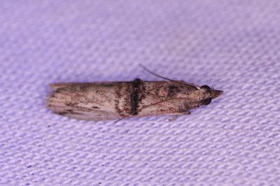 <i>Nephopterix angustella</i>