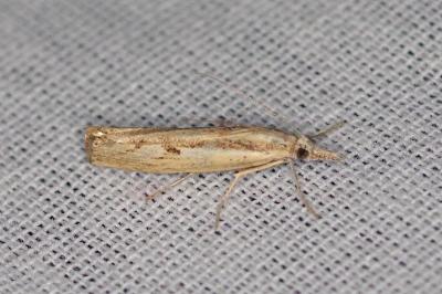 <i>Agriphila inquinatella</i>