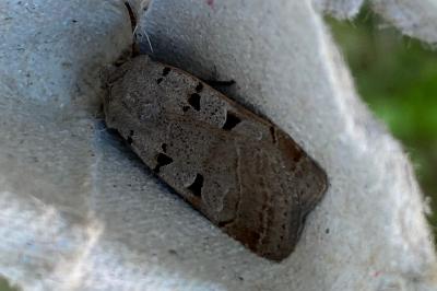 <i>Eugnorisma glareosa</i>