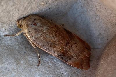 <i>Noctua janthina</i>