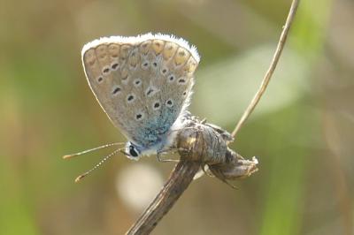 <i>Polyommatus icarus</i>