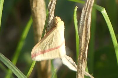<i>Rhodometra sacraria</i>