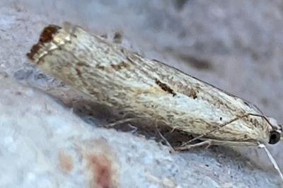 <i>Agriphila geniculea</i>