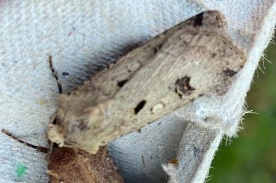 <i>Agrotis trux</i>