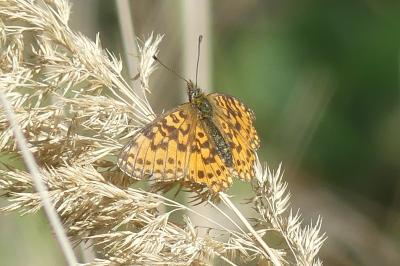 <i>Boloria selene</i>