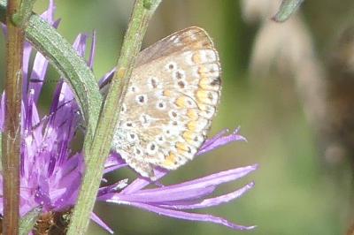 <i>Polyommatus icarus</i>