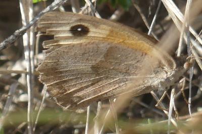 <i>Maniola jurtina</i>