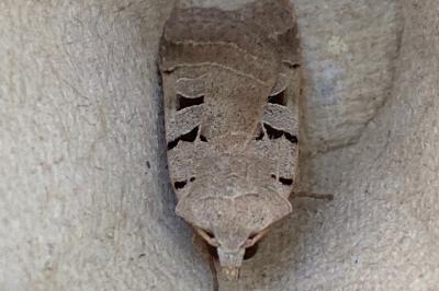 <i>Eugnorisma glareosa</i>