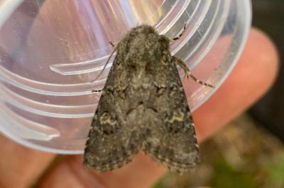 <i>Luperina testacea</i>
