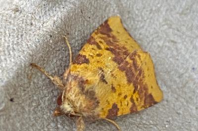 <i>Xanthia togata</i>