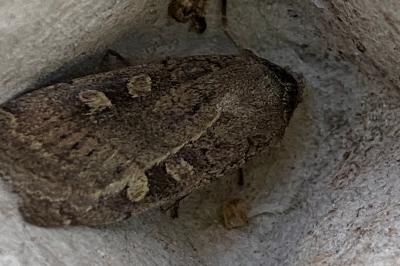 <i>Xestia xanthographa</i>