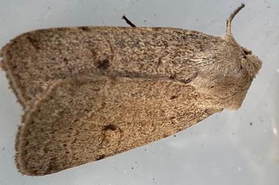 <i>Xestia castanea</i>