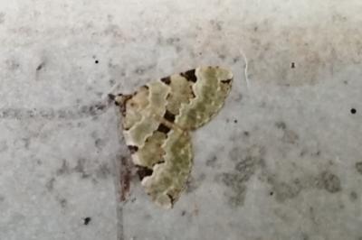 <i>Colostygia pectinataria</i>