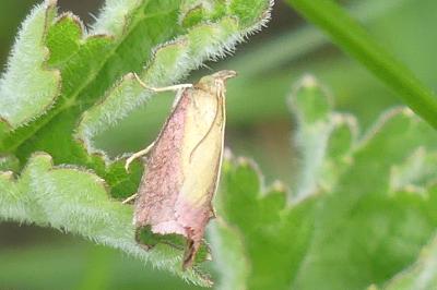 <i>Oncocera semirubella</i>