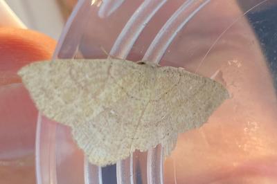 <i>Cyclophora ruficiliaria</i>