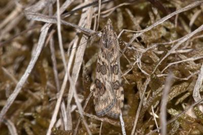 <i>Nomophila noctuella</i>