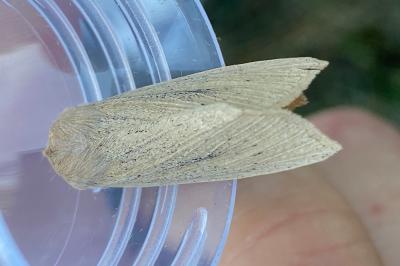 <i>Rhizedra lutosa</i>