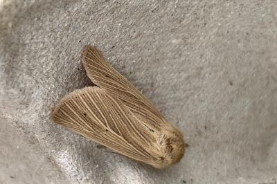 <i>Mythimna pallens</i>