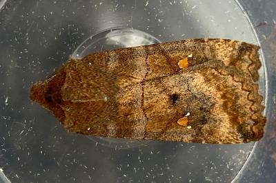 <i>Eupsilia transversa</i>