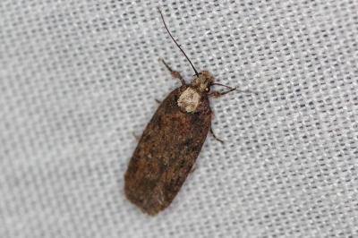 <i>Depressaria douglasella</i>