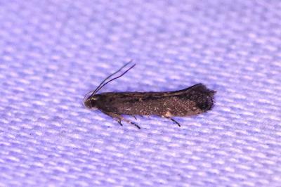 <i>Aproaerema anthyllidella</i>