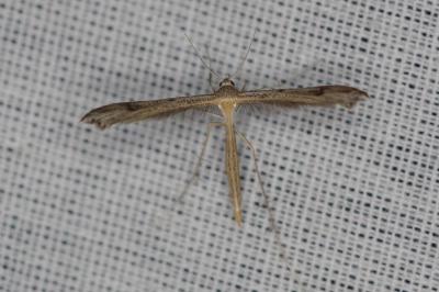 <i>Stenoptilia</i>
