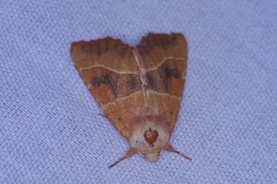 <i>Atethmia centrago</i>